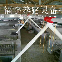 福宇畜牧 自動化料線賦能牧場，一次投資開啟終身效益新篇章