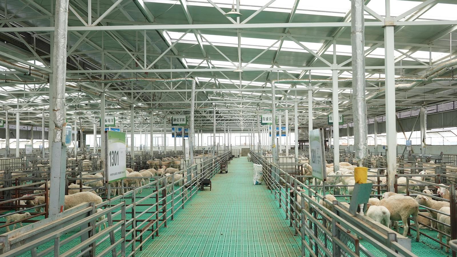 牽住“牛鼻子”，發展牛羊產業——永靖縣全力推動牛羊產業發展